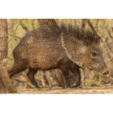 Texas, Hidalgo Co Close up of a Javelina Black Modern Wood Framed Art Print by Illg, Cathy and Gordon