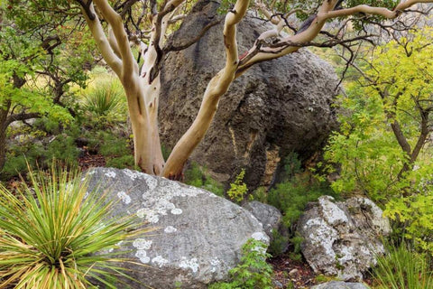 TX, Guadalupe Mts NP Texas madrona tree White Modern Wood Framed Art Print with Double Matting by Paulson, Don