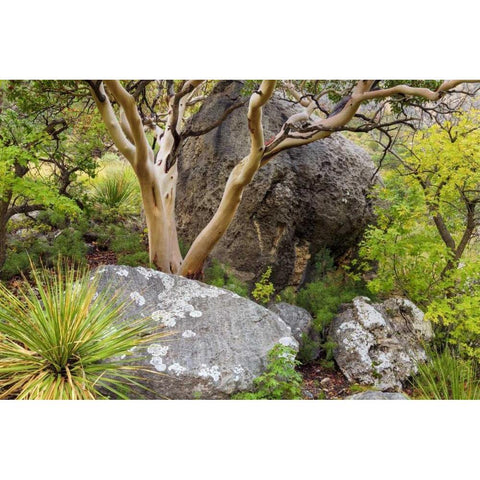 TX, Guadalupe Mts NP Texas madrona tree Black Modern Wood Framed Art Print by Paulson, Don