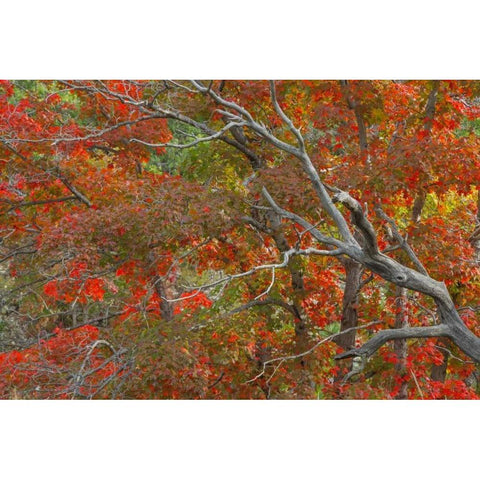 TX, Guadalupe Mts NP Bigtooth maple trees Gold Ornate Wood Framed Art Print with Double Matting by Paulson, Don