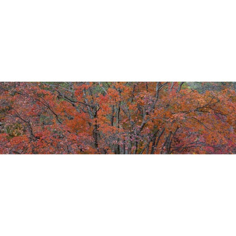 Texas, Guadalupe Mts NP Bigtooth maple trees White Modern Wood Framed Art Print by Paulson, Don