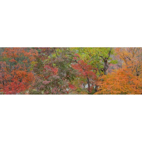 Texas, Guadalupe Mts NP Bigtooth maple trees Black Modern Wood Framed Art Print with Double Matting by Paulson, Don