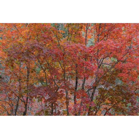 Texas, Guadalupe Mtains NP Bigtooth maple trees Black Modern Wood Framed Art Print by Paulson, Don