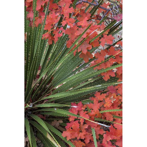 TX, Guadalupe Mts NP Bigtooth maple and sotol Gold Ornate Wood Framed Art Print with Double Matting by Paulson, Don