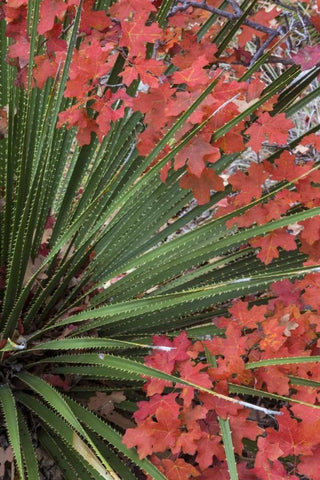 TX, Guadalupe Mts NP Bigtooth maple and sotol Black Ornate Wood Framed Art Print with Double Matting by Paulson, Don
