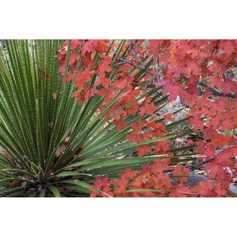 TX, Guadalupe Mts NP Bigtooth maple and sotol Black Modern Wood Framed Art Print with Double Matting by Paulson, Don
