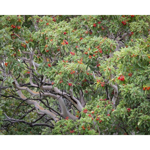 TX, Guadalupe Mts NP Texas madrona with berries Black Modern Wood Framed Art Print with Double Matting by Paulson, Don