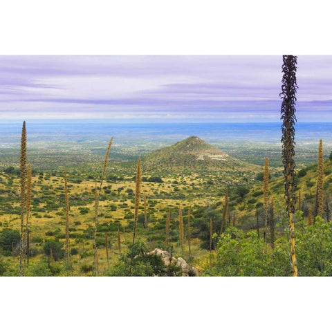 TX, Guadalupe Mountains NP Mountain Landscape Black Modern Wood Framed Art Print by Paulson, Don