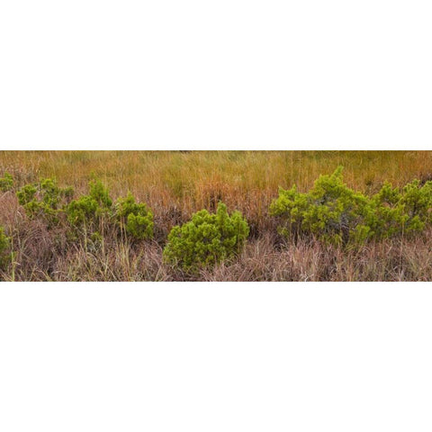 TX, Guadalupe Mountains NP Bushes and grasses Gold Ornate Wood Framed Art Print with Double Matting by Paulson, Don