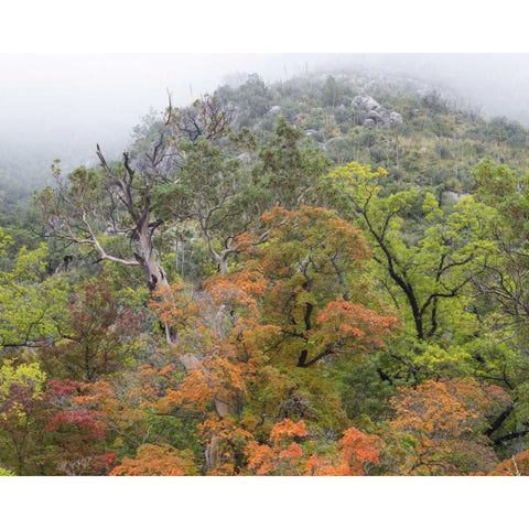 TX, Guadalupe Mountains NP McKittrick Canyon Black Modern Wood Framed Art Print by Paulson, Don