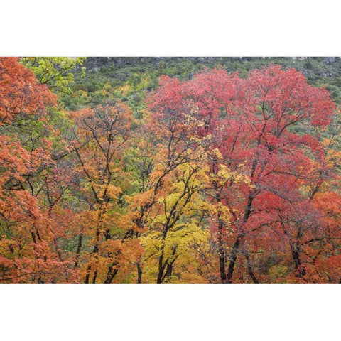 Texas, Guadalupe Mountains NP McKittrick Canyon Black Modern Wood Framed Art Print by Paulson, Don