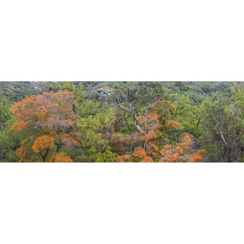 TX, Guadalupe Mts NP Scenic of McKittrick Canyon Black Modern Wood Framed Art Print by Paulson, Don