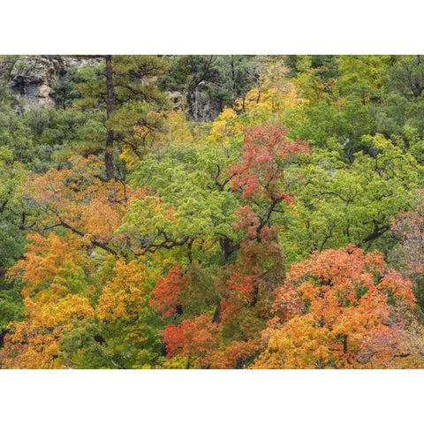Texas, Guadalupe Mountains NP McKittrick Canyon Black Modern Wood Framed Art Print by Paulson, Don