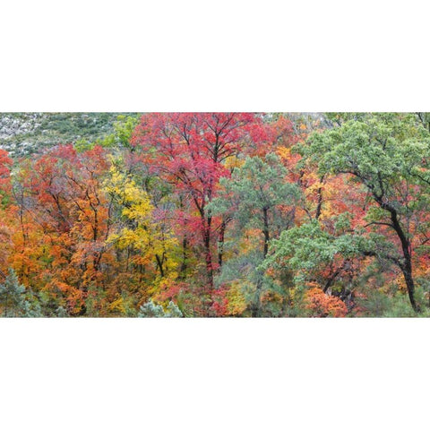 TX, Guadalupe Mts Panoramic of McKittrick Canyon Black Modern Wood Framed Art Print by Paulson, Don
