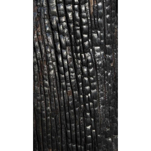 Texas, Guadalupe Mountains NP Burnt tree trunk Black Modern Wood Framed Art Print by Paulson, Don