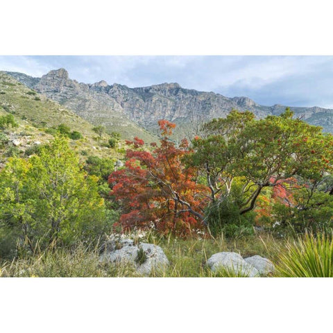 TX, Guadalupe Mountains NP Devils Hall Trail Black Modern Wood Framed Art Print by Paulson, Don