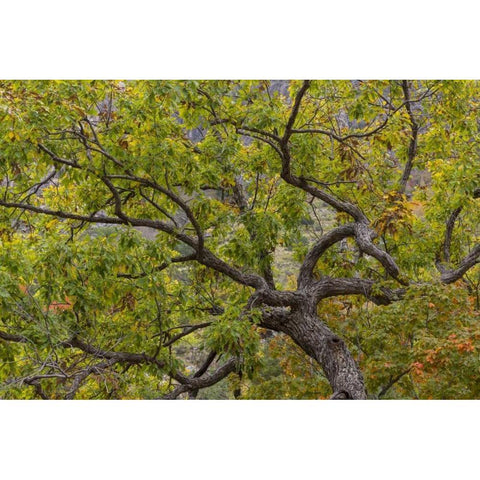 Texas, Guadalupe Mountains NP Scenic of oak tree Black Modern Wood Framed Art Print by Paulson, Don