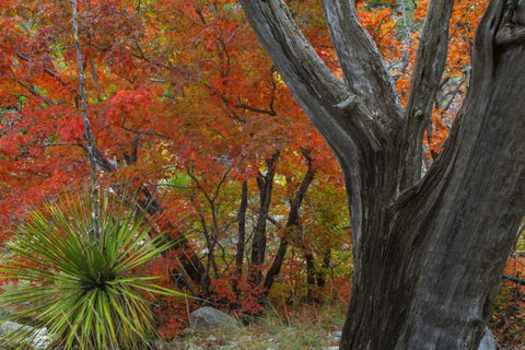 TX, Guadalupe Mts NP Bigtooth maple and juniper White Modern Wood Framed Art Print with Double Matting by Paulson, Don