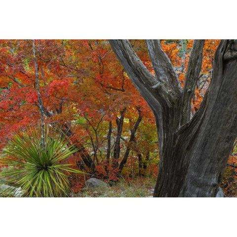 TX, Guadalupe Mts NP Bigtooth maple and juniper Black Modern Wood Framed Art Print by Paulson, Don