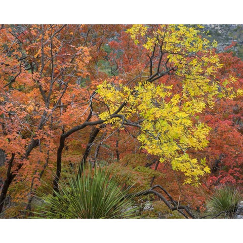TX, Guadalupe Mts NP Bigtooth maples in fall Black Modern Wood Framed Art Print with Double Matting by Paulson, Don