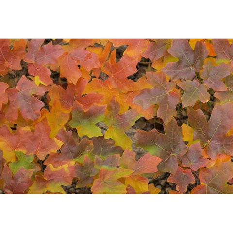 TX, Guadalupe Mts NP Bigtooth maple in autumn White Modern Wood Framed Art Print by Paulson, Don