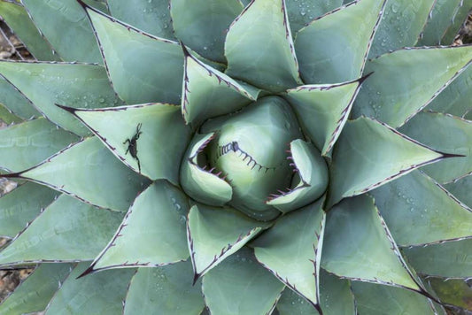 Image Only
