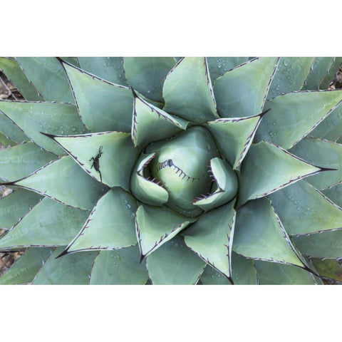 Texas, Guadalupe Mountain New Mexico agave plant Black Modern Wood Framed Art Print by Paulson, Don