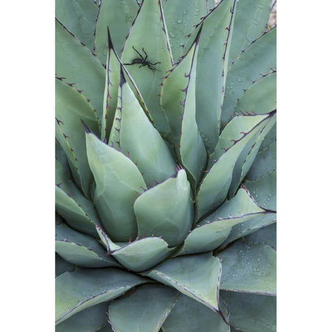 Texas, Guadalupe Mountain New Mexico agave plant White Modern Wood Framed Art Print by Paulson, Don