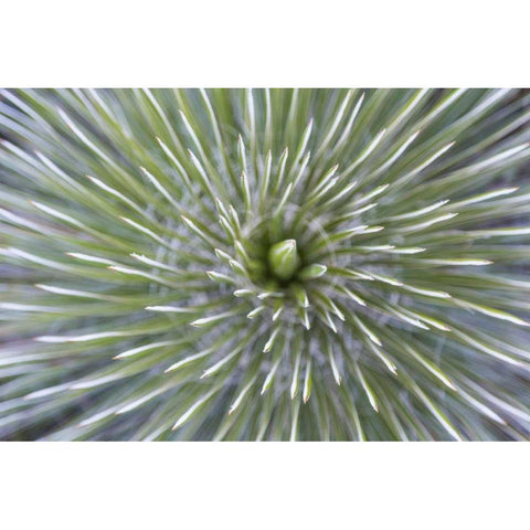 TX, Guadalupe Mountains NP Soap tree yucca plant White Modern Wood Framed Art Print by Paulson, Don