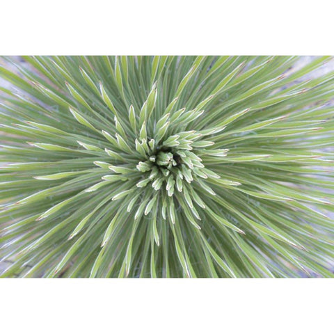 Texas, Guadalupe Mountains Soap tree yucca plant Black Modern Wood Framed Art Print by Paulson, Don