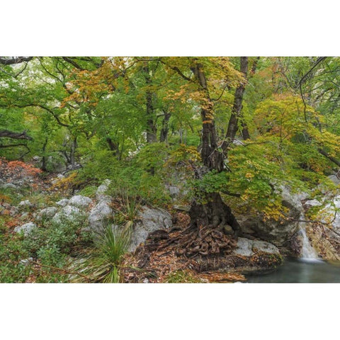 Texas, Guadalupe Mountains NP Smith Spring Black Modern Wood Framed Art Print with Double Matting by Paulson, Don