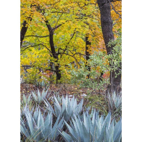 Texas, Guadalupe Mountains NP McKittrick Canyon Black Modern Wood Framed Art Print by Paulson, Don