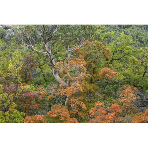 Texas, Guadalupe Mountains NP McKittrick Canyon Black Modern Wood Framed Art Print with Double Matting by Paulson, Don