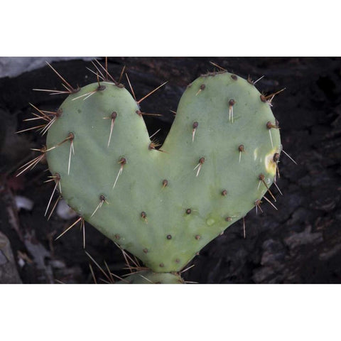 TX, Guadalupe Mountains NP Prickly-pear cactus White Modern Wood Framed Art Print by Paulson, Don