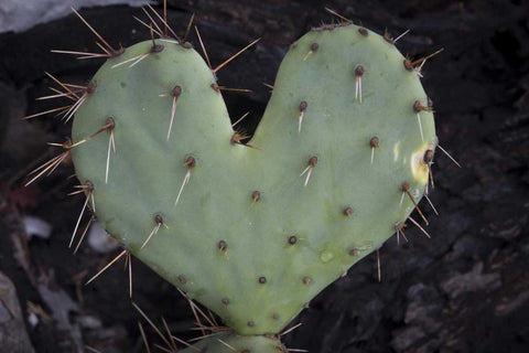 TX, Guadalupe Mountains NP Prickly-pear cactus White Modern Wood Framed Art Print with Double Matting by Paulson, Don