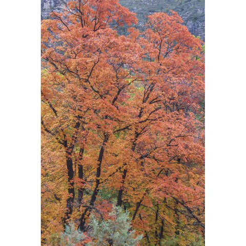 Texas, Guadalupe Mountains NP McKittrick Canyon White Modern Wood Framed Art Print by Paulson, Don
