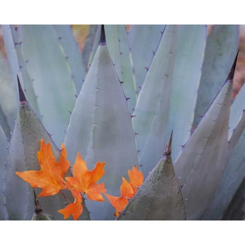 TX, Guadalupe Mts NP Bigtooth maple leaves Black Modern Wood Framed Art Print by Paulson, Don