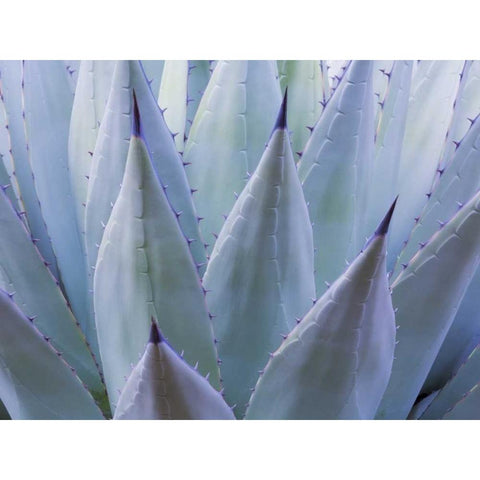 TX, Guadalupe Mts NP New Mexican agave plant Black Modern Wood Framed Art Print by Paulson, Don