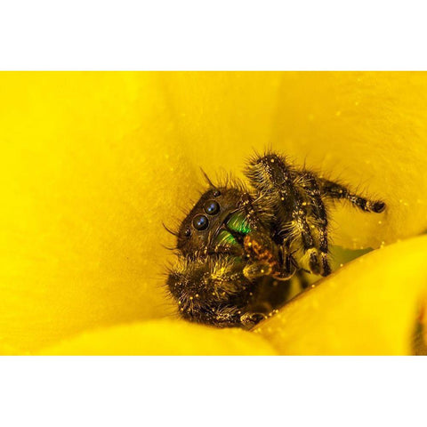 Texas-McMullen County Jumping spider inside prickly pear cactus blossom Black Modern Wood Framed Art Print by Jaynes Gallery