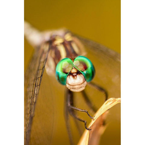 Texas-McMullen County Close-up of dragonfly Black Modern Wood Framed Art Print by Jaynes Gallery