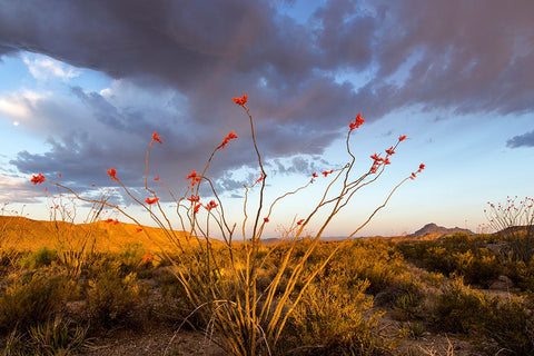 Ocotillo in Bloom At Sunrise White Modern Wood Framed Art Print with Double Matting by Haney, Chuck