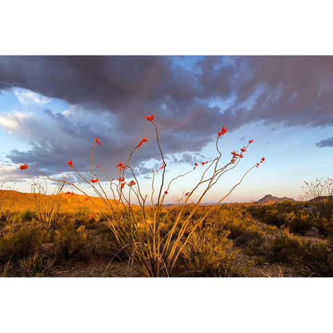 Ocotillo in Bloom At Sunrise Gold Ornate Wood Framed Art Print with Double Matting by Haney, Chuck