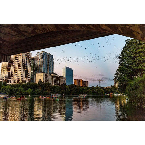 Mexican free tailed bats fly from the Congress Street Bridge at dusk in Austin-Texas-USA Gold Ornate Wood Framed Art Print with Double Matting by Haney, Chuck
