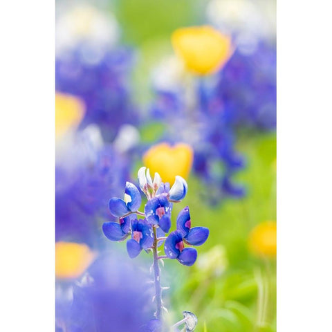 Johnson City-Texas-USA-Bluebonnet wildflowers in the Texas Hill Country Black Modern Wood Framed Art Print by Wilson, Emily M.