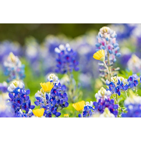 Johnson City-Texas-USA-Bluebonnet wildflowers in the Texas Hill Country Black Modern Wood Framed Art Print with Double Matting by Wilson, Emily M.
