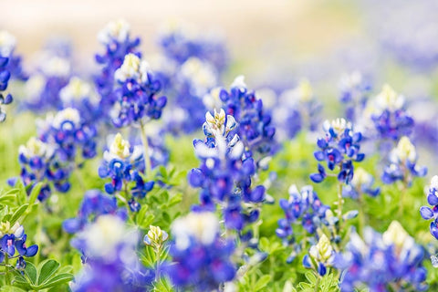 Johnson City-Texas-USA-Bluebonnet wildflowers in the Texas Hill Country White Modern Wood Framed Art Print with Double Matting by Wilson, Emily M.