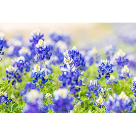 Johnson City-Texas-USA-Bluebonnet wildflowers in the Texas Hill Country Black Modern Wood Framed Art Print by Wilson, Emily M.