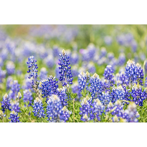 Johnson City-Texas-USA-Bluebonnet wildflowers in the Texas Hill Country Black Modern Wood Framed Art Print by Wilson, Emily M.