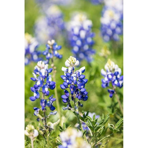 Johnson City-Texas-USA-Bluebonnet wildflowers in the Texas Hill Country Black Modern Wood Framed Art Print with Double Matting by Wilson, Emily M.