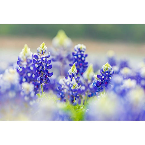 Spicewood-Texas-USA-Bluebonnet wildflowers in the Texas Hill Country Black Modern Wood Framed Art Print with Double Matting by Wilson, Emily M.